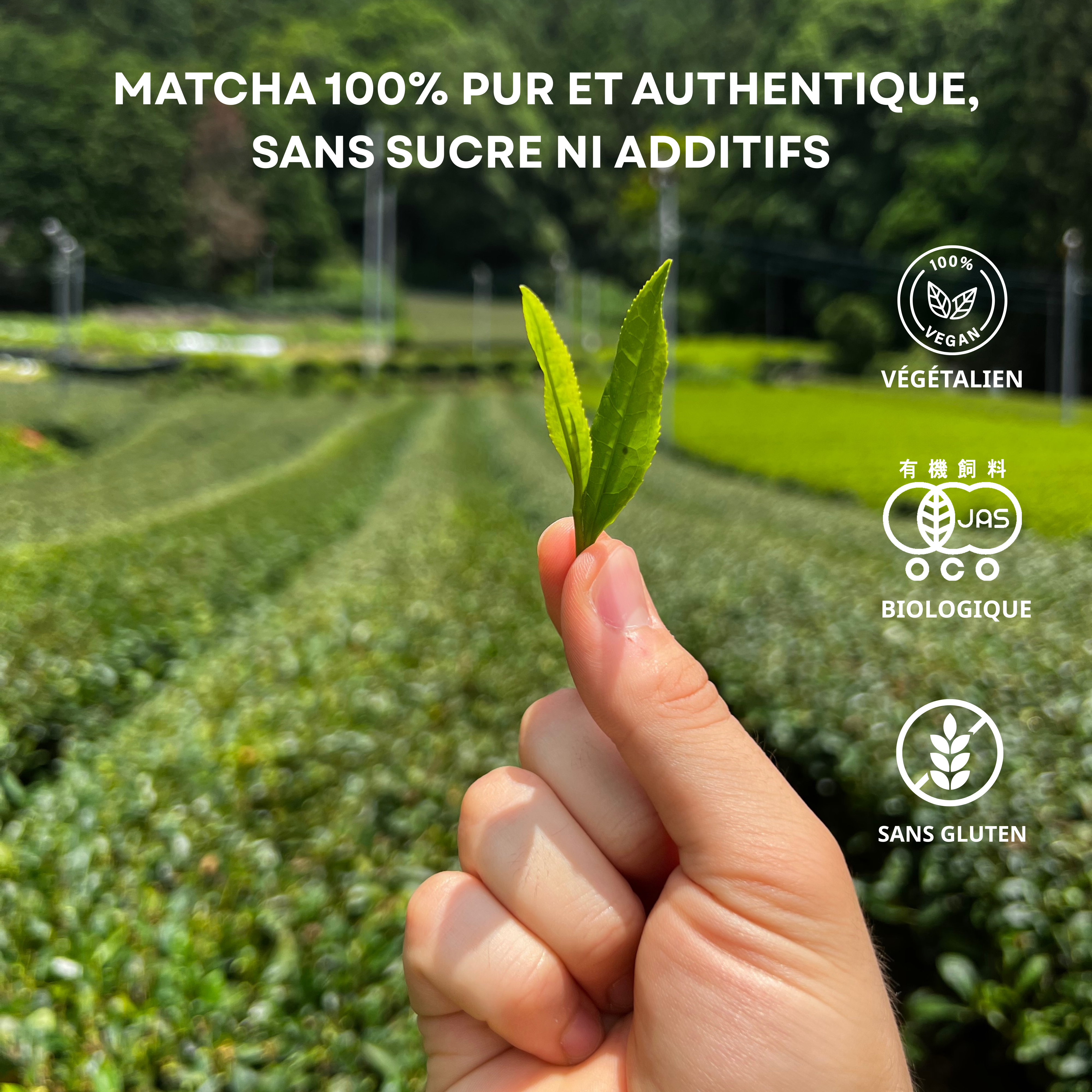 Matcha Premium Barista