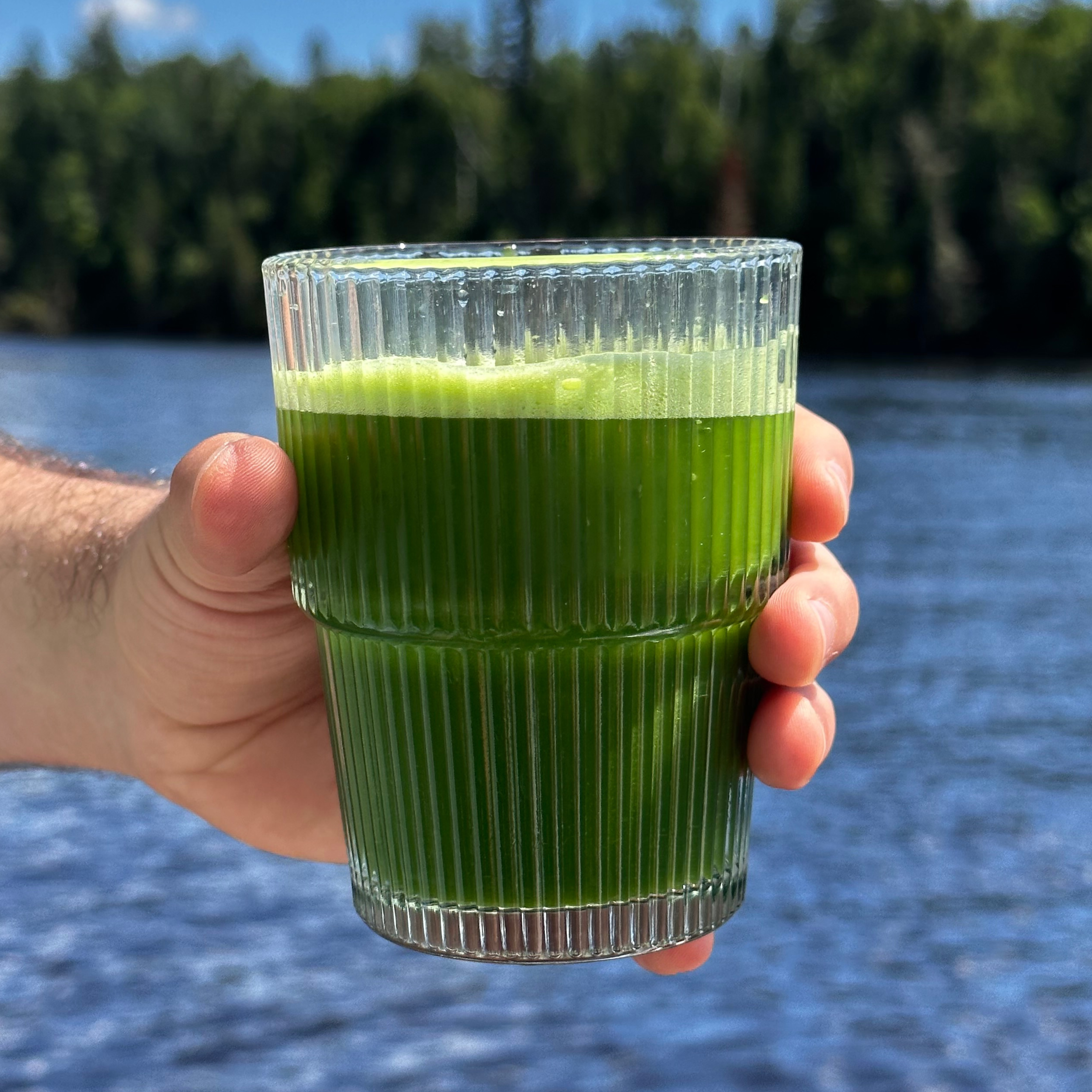 Matcha Premium Barista