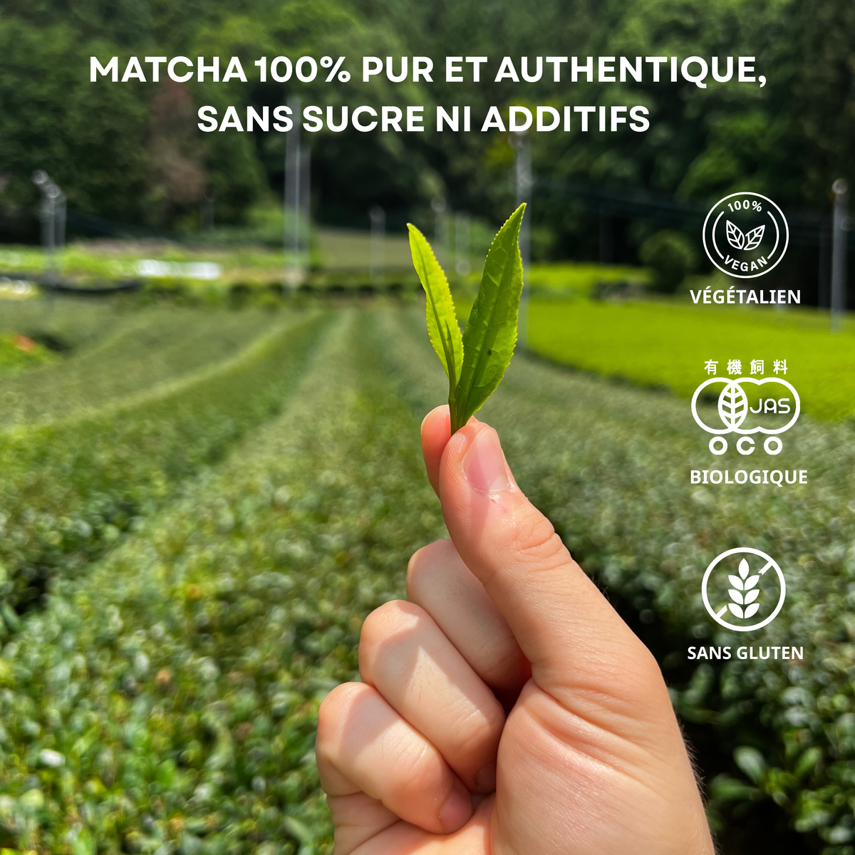 Matcha Premium Barista