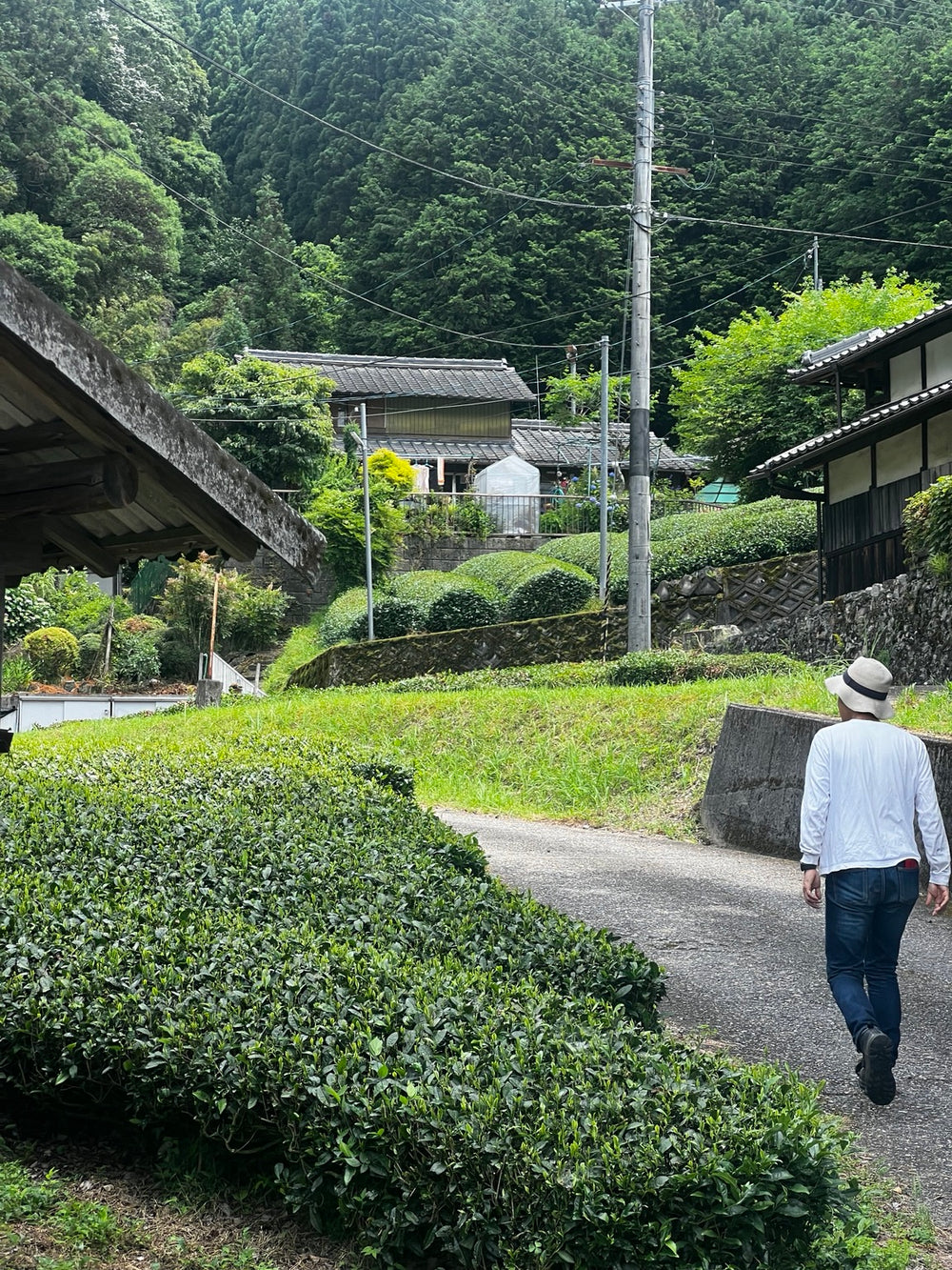 Champs de thé à Yame, au Japon