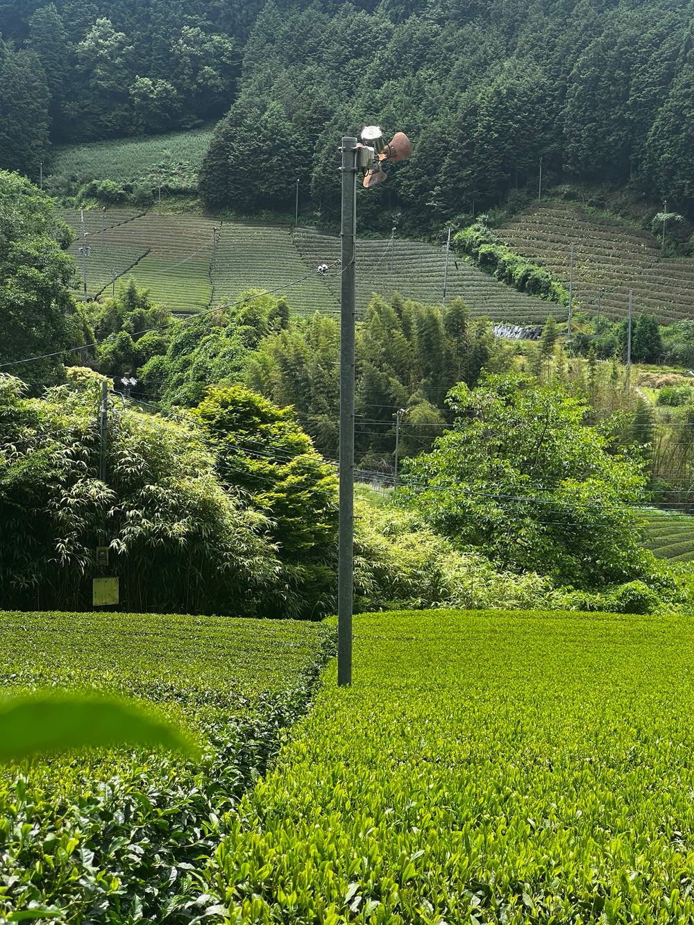 Champs de thé à Yame, au Japon