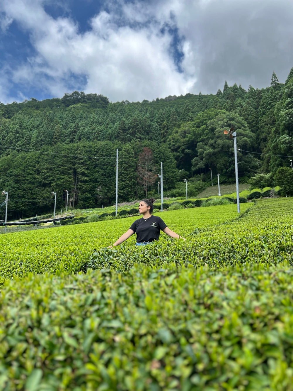 Champs de thé à Yame, au Japon