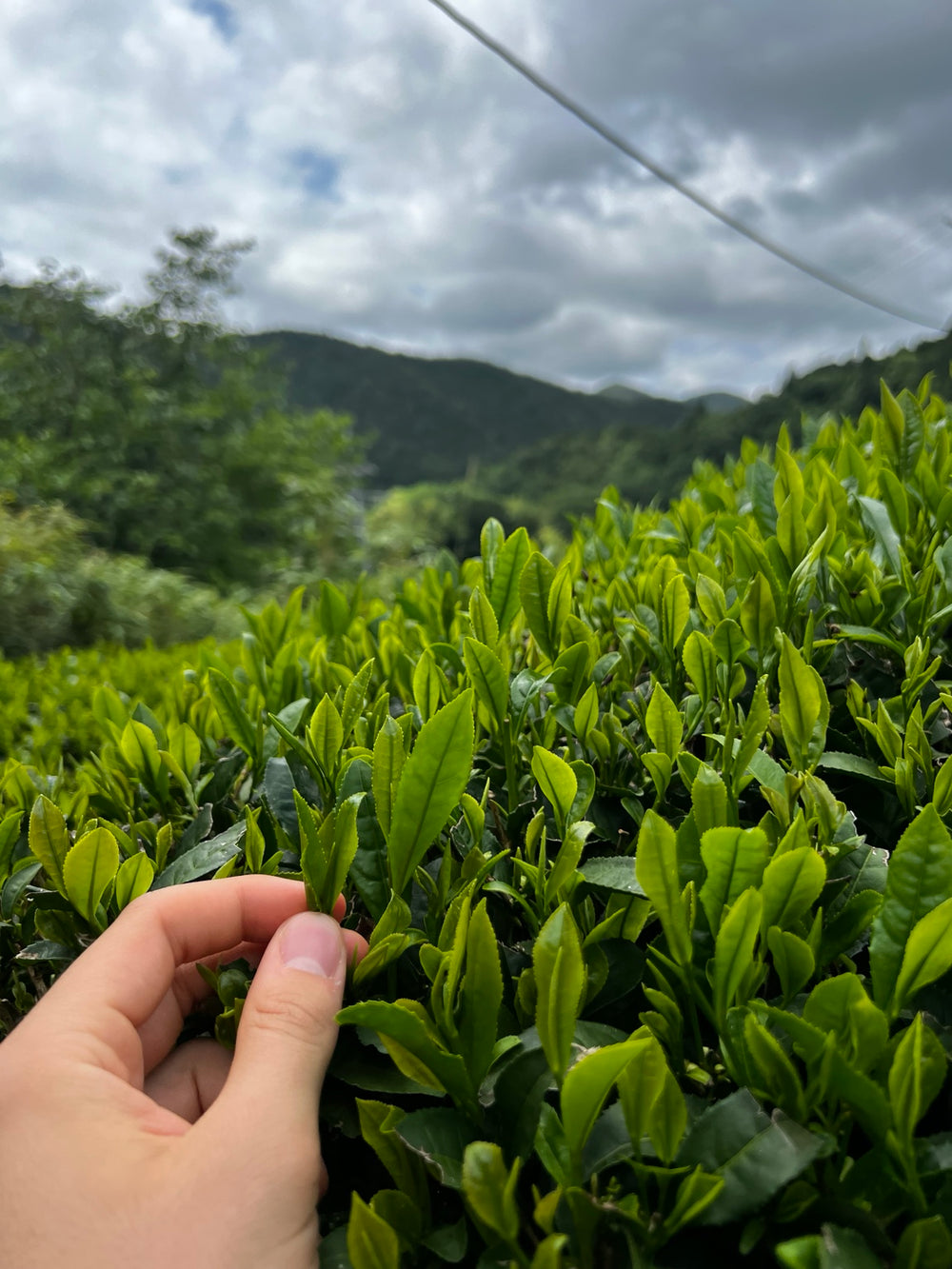 Champs de thé à Yame, au Japon