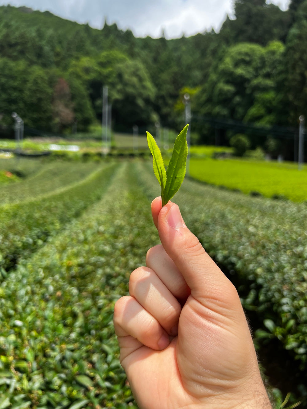 Champs de thé à Yame, au Japon